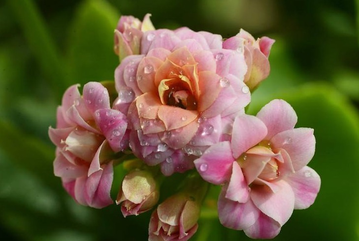 长寿花不长苞,改正这“3点”,开花次次爆盆,变成“大花球”