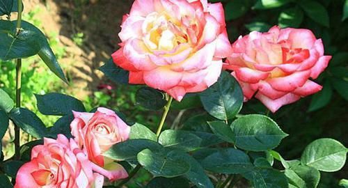 有何|关羽斩华雄时，袁绍提起颜良文丑有何含义，他们能够打败华雄吗