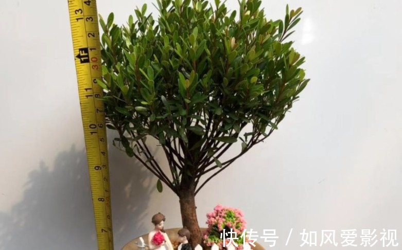 花友们|制成盆景的瓜子黄杨,搁家里能显主人品味、身份,该怎么养护?