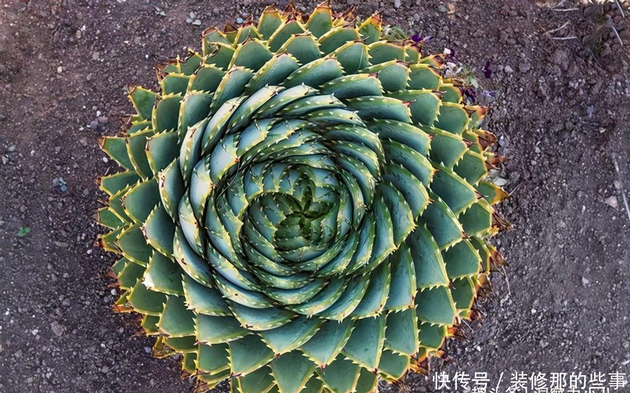 想让芦荟开花，避开这“三怕”，当月催出一圈苞，芬芳宜人叶色浓