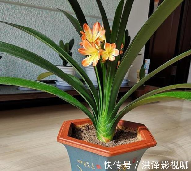 养君子兰、长寿花、蟹爪兰,不开花怎么办别怕,学它就对了