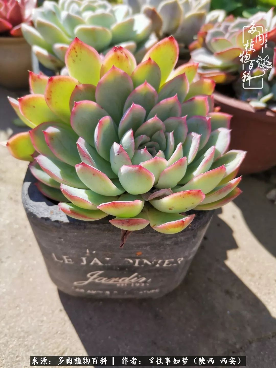 愿你付出甘之如饴,愿你所得归于欢喜!