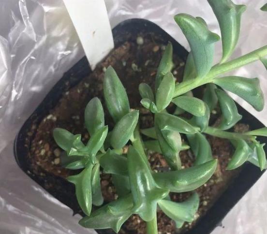 办公室养多肉，盆栽这5款，不怕采光差、难看、一盆不剩！