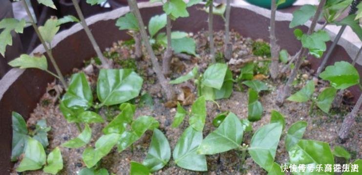 扦插|这3种花,再“便宜”都不要买了,只要一根“枝”,1盆变10盆