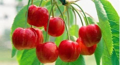 女人30岁后，坚持吃的食物，预防衰老，促进排便，脸色更红润