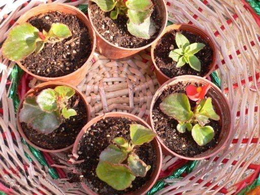 8种花不用花钱买,掐片叶、剪根枝,找个花盆种起来,家里放不下