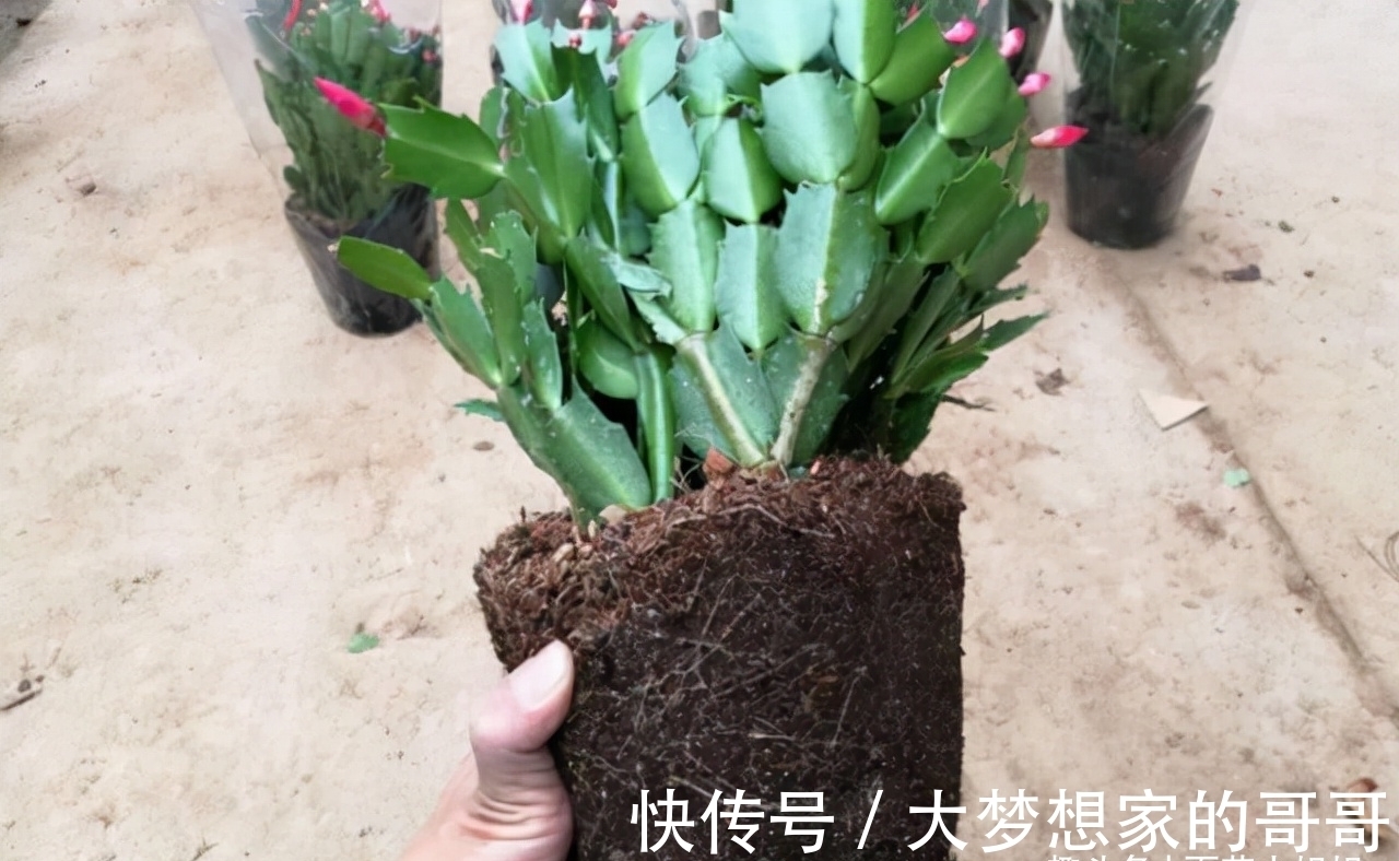 “花苞满头”的蟹爪兰有“5怕”，难怪总是掉花苞