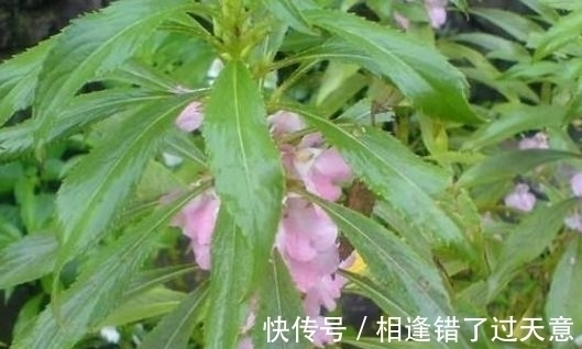 透骨草|十个人九个腰疼，此野草泡水喝，活血化瘀，腰不疼了，早喝早好