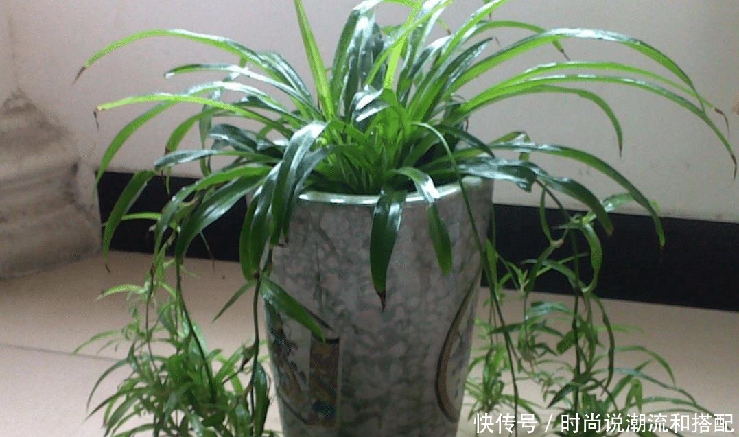 搬走|客厅两个地方,万万别“养花”,养了也尽快搬走,别忽视