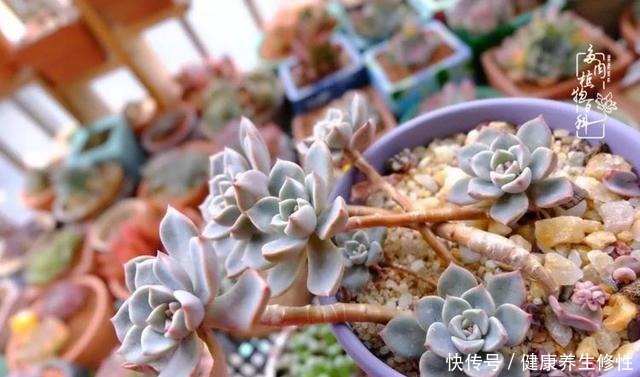 冬季,属于多肉的季节!养多肉的你喜欢冬天吗!