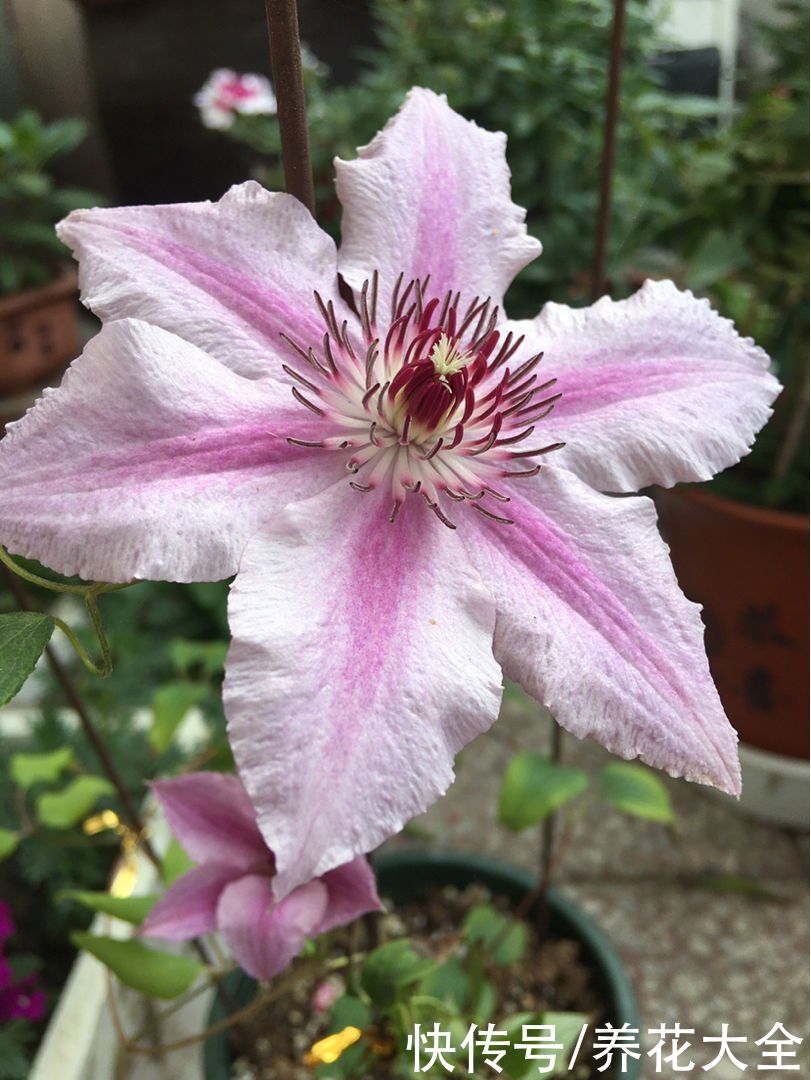 家里养5种爬藤花，半年就能爬满墙，看着超治愈