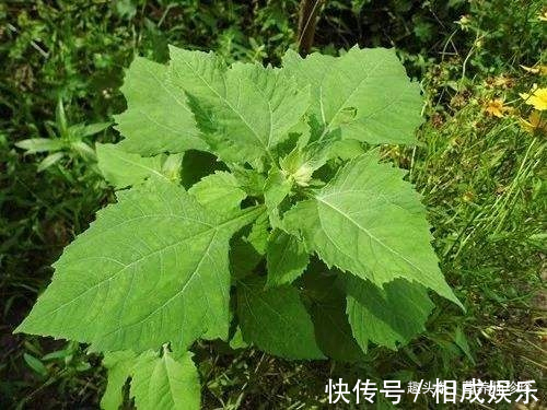 野草|一种野草,人称“感冒草”,家乡人喜欢泡茶喝,营养丰富价值高