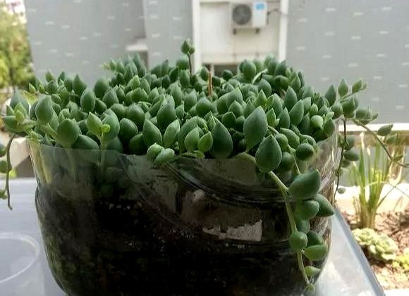只要家里有油桶,就不用花钱买花盆!多肉种在油桶里,叶子胖嘟嘟