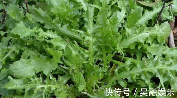 野菜|农村以下3种野菜，能清热解毒，顺气和胃，健脾消食，早知早好