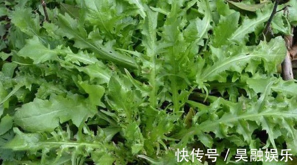 野菜|农村以下3种野菜,能清热解毒,顺气和胃,健脾消食,早知早好