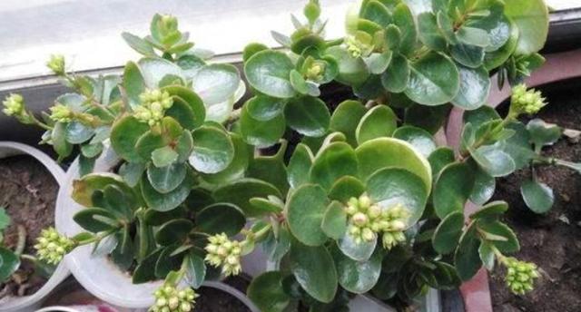 养长寿花想花开爆盆用好3个窍门，叶子翠绿年前花满枝