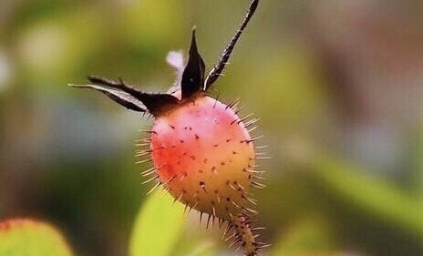 保护心脏|大自然“止咳果”找到了，不想咳嗽，多食此野果，止咳，保护心脏