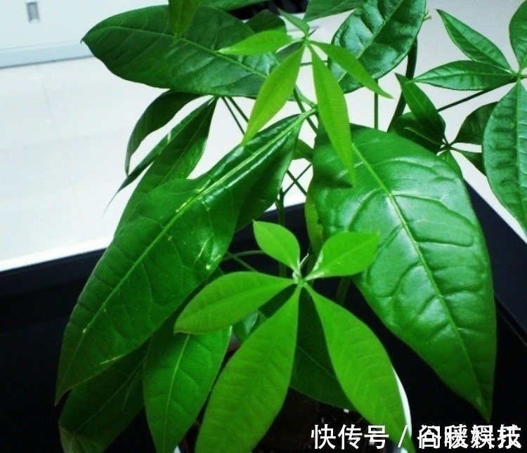 盆栽|家里摆上10种花,越来越兴旺、发达,个个都是“吉祥”花