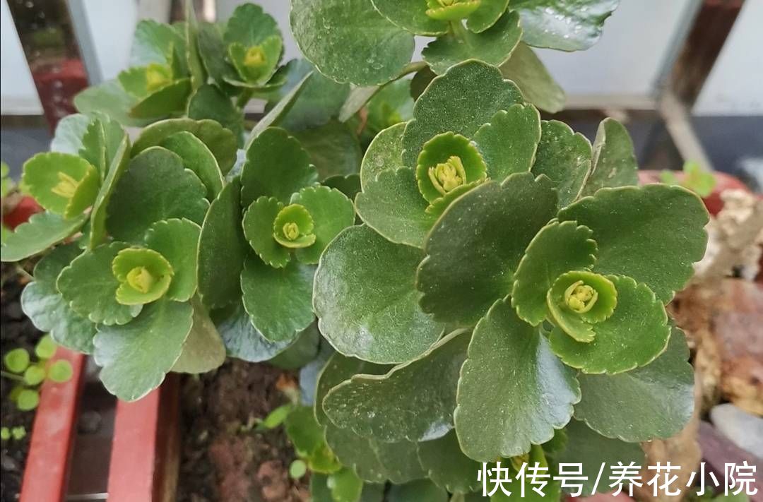 花芽|秋天养这3种花，不要修剪得太晚，不然影响孕蕾开花