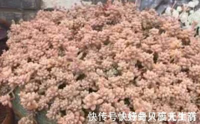 爆盆|为何别人的肉肉轻松就爆盆,原来他们种了这种会生“宝宝”的多肉