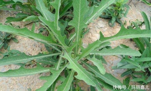 农村随处可见的野菜，降血压，补虚止咳，助消化，全家都要多吃