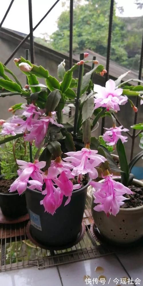 植物|养了5年的蟹爪兰,原来是个“假货”,看看你家的是什么?