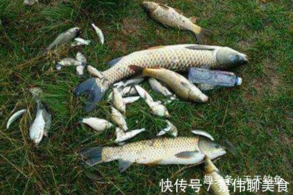 自然水域野钓大鱼,用了这些招数,效果出奇的好,大鱼连竿上