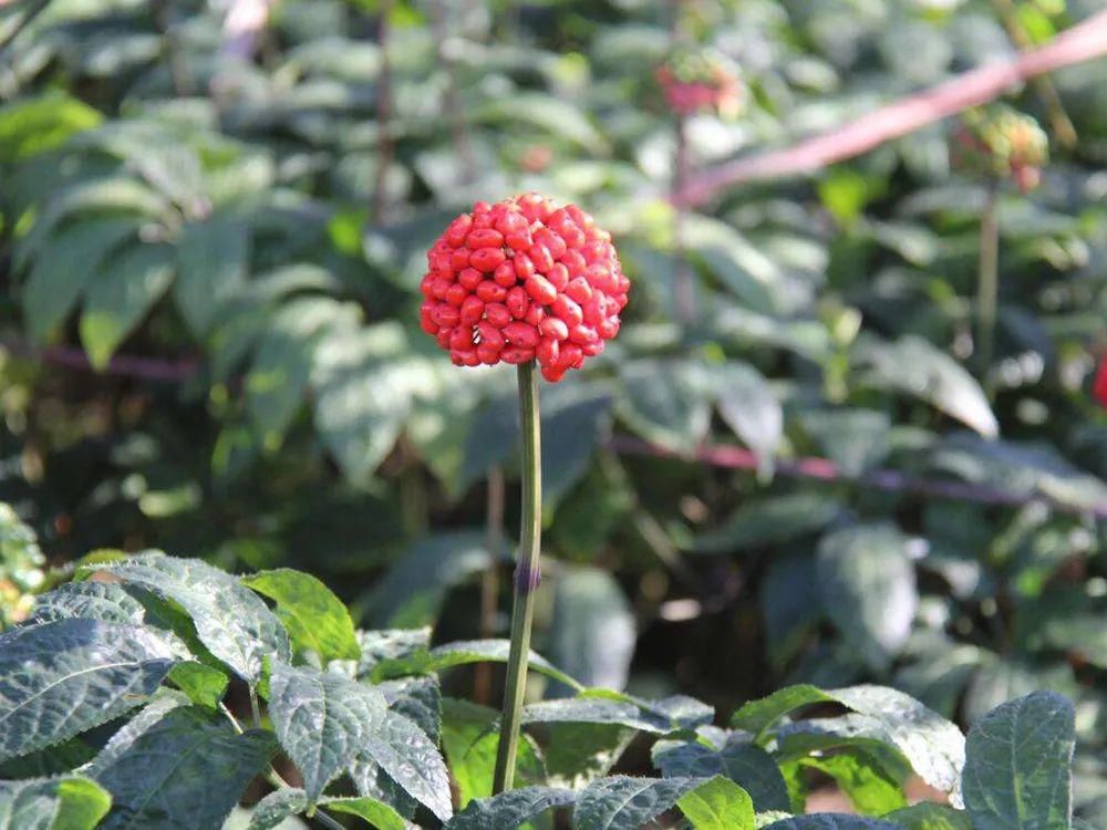  神奇|地位高于人参，被誉为“参中之王”，一斤上百元，真有那么神奇？