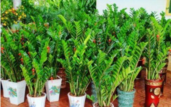 家养此款花卉,开花勤爱爆盆,从年头旺到年尾,红火财运到!