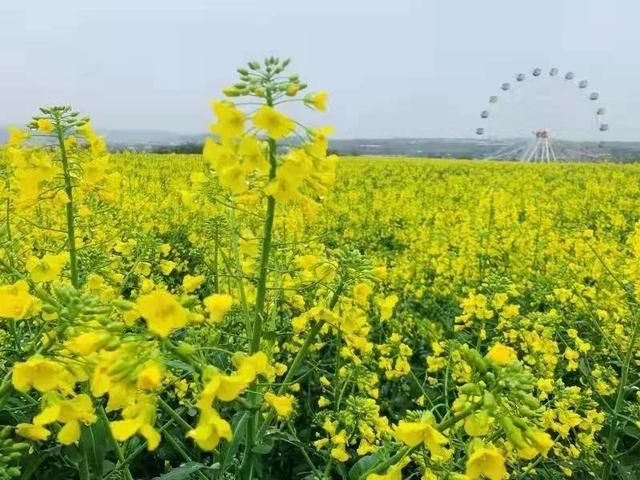 清明假期哪里去？扶风七星河国家湿地油菜花海等你来打卡!