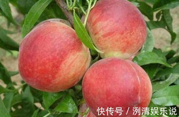 可湿性粉剂|桃子润肠通便、改善便秘,如何种出优质高产的桃子,重点掌握四点
