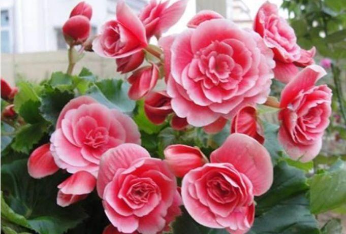 适合居家养护的几款花卉,花香易打理,不闻不问也能花大色艳