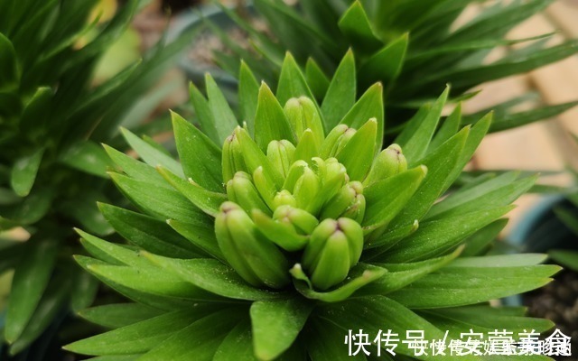 风雨兰|3种花不种就亏了,种1次年年都开花,耐寒又好养,开花非常美!