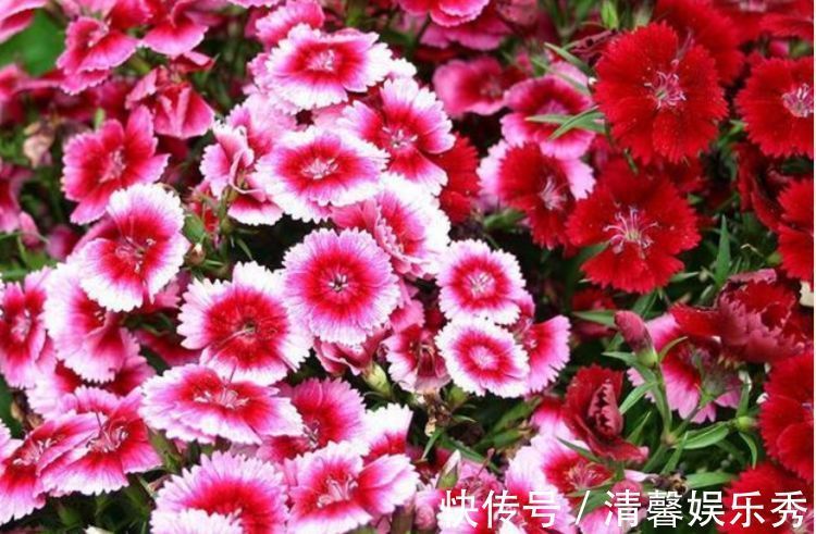 4种花超漂亮,家里养一盆,满屋飘香,清新优雅