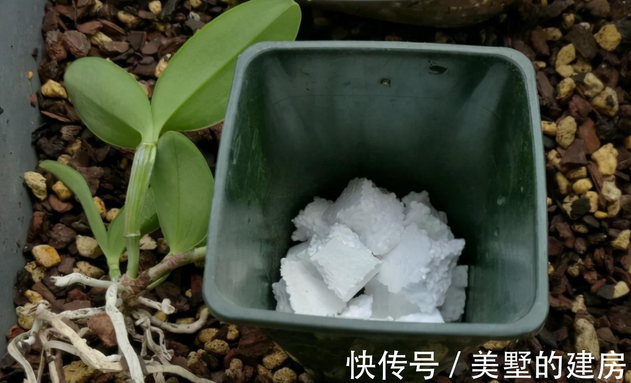 花盆|养花不花钱，花盆放4种“小垃圾”，不怕积水，不再烂根