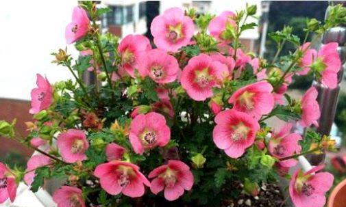 花期|家中养此4种花,一年就能开成花墙,花期超长的
