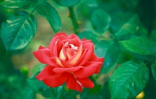 养花|捡拾2种树皮回来养花,花盆里埋1点,不烂根、不黄叶,长的旺