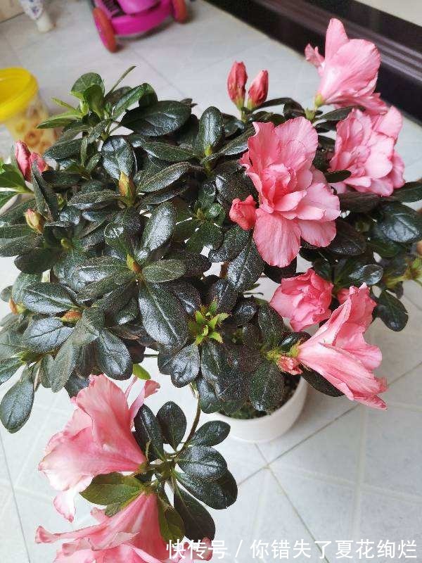 能活几十年的花,家里养一盆,还能养成传家宝