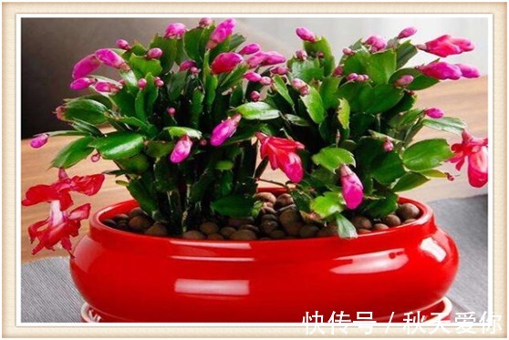 夏天养护蟹爪兰切记这“3点”,来年才能叶片油厚,花开爆满盆!