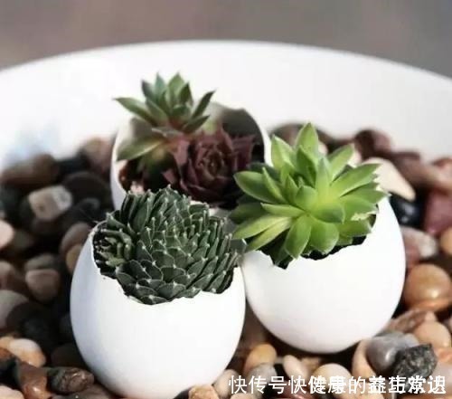 种植|鸡蛋壳如何变成养花肥料,只需要两个步骤,就能轻松种植!