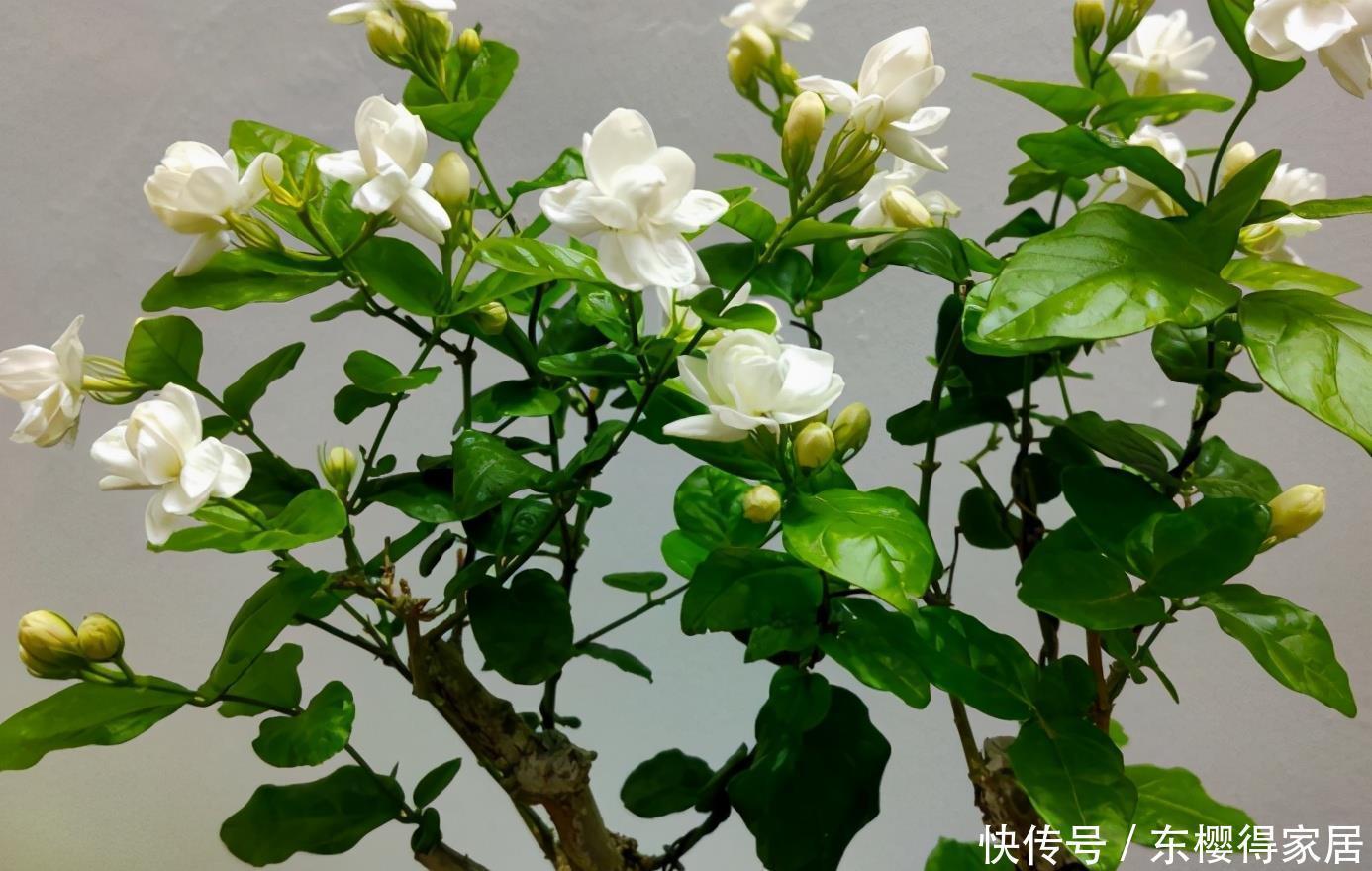 盆栽|养茉莉,夏季完美避开这3个难题,花多香味大,爆满盆