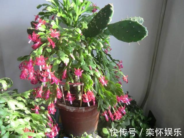 技巧|秋季如何养蟹爪兰,冬日才能花繁叶茂抓住3小技巧就够了
