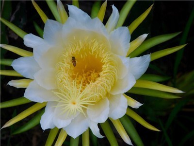 家养一种“霸王花”，暗光也能“旺”，花开胜牡丹，美过昙花一现