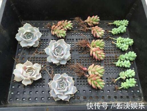 根系|栽种多肉前,这1步不能缺,做到后服盆更快,长得肥,状态美!