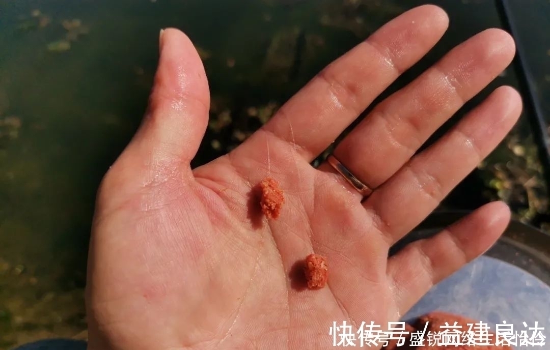 杂鱼|饵料中拉丝粉太多的利与弊，解决办法其实很简单，只要不嫌麻烦