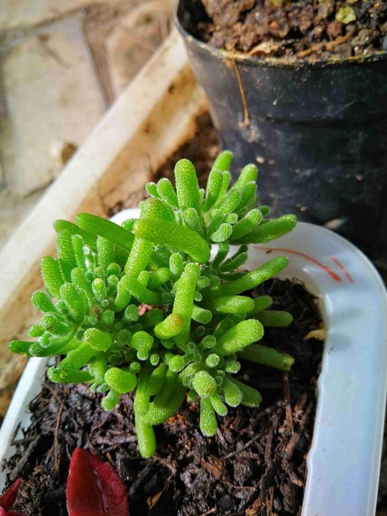 4种“徒神”多肉,太容易徒长,心累