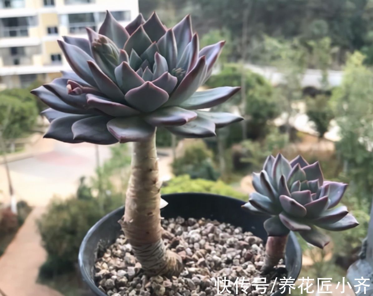 花盆|多肉植物“穿裙子”怎么办？学会一招变漂亮，后期状态美