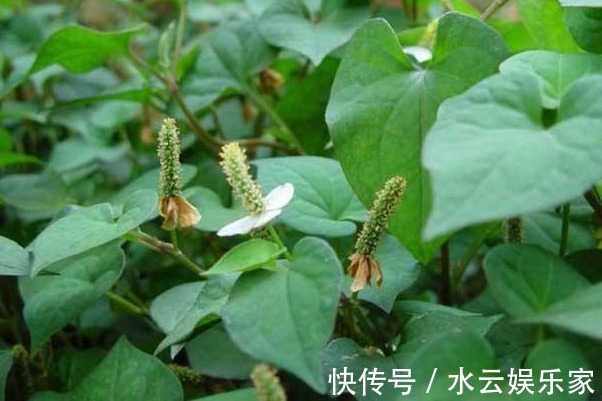 杀菌|天然的“青霉素”被发现,女人可劲的吃,消炎杀菌,身体更健康