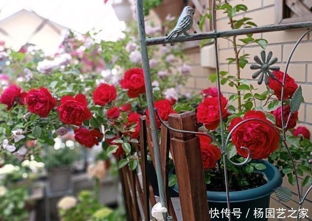 盆栽|开大红花的藤本月季,漂亮又喜庆,三季开花,种植容易,盆栽也行