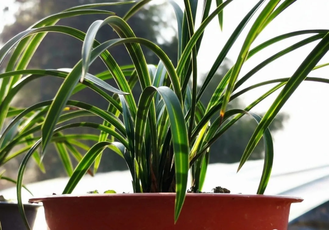 兰花浇水，“干透再浇”和“想浇就浇”，哪个更好？